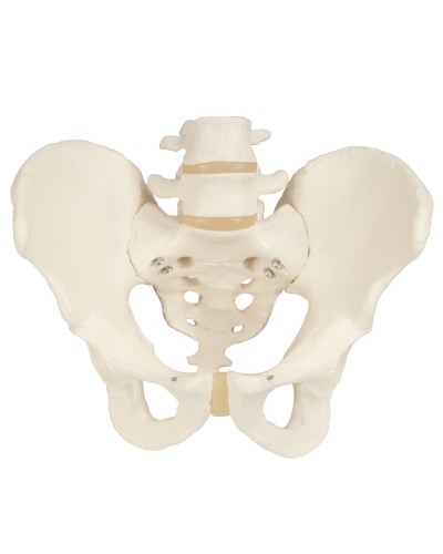 Male Pelvis Skeleton